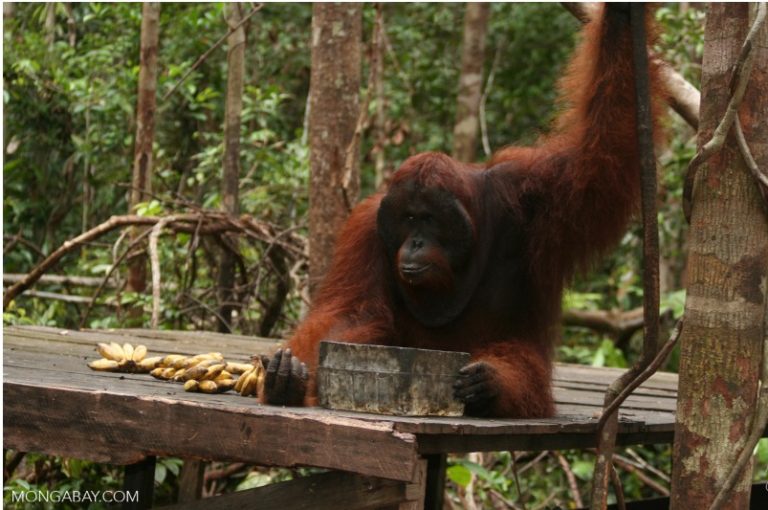 3D2N Tanjung Puting Orangutan Open Trip Pangkalan Bun Central kalimantan photo 3